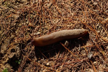 brown slug in the floor clipart