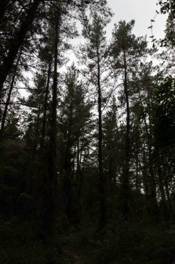 Ormanın derinliklerinde yol