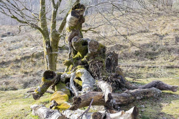 Dağlarda Kuru Bir Sandık — Stok fotoğraf