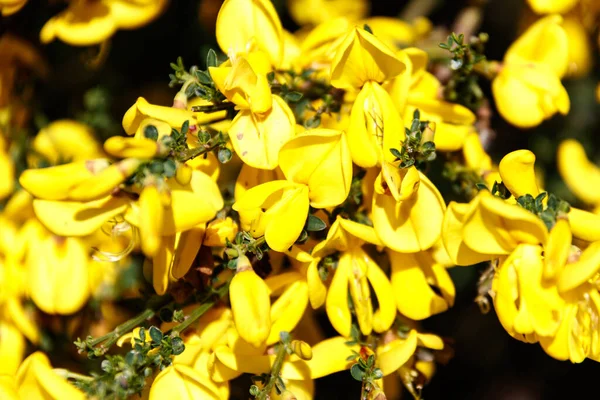 Gele Bloemen Het Land — Stockfoto