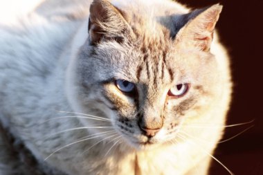 Tatlı kedi güneşte rahatla