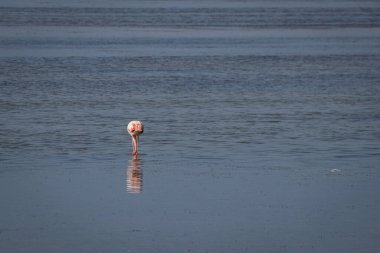 Tarragona 'daki Ebro Delta' da flamingo.