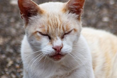Tatlı kedi güneşte rahatla