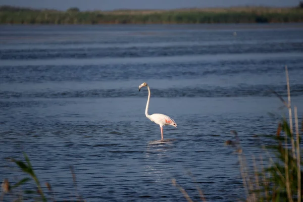 Flamingo Delta Ebro Din Tarragona — Fotografie, imagine de stoc