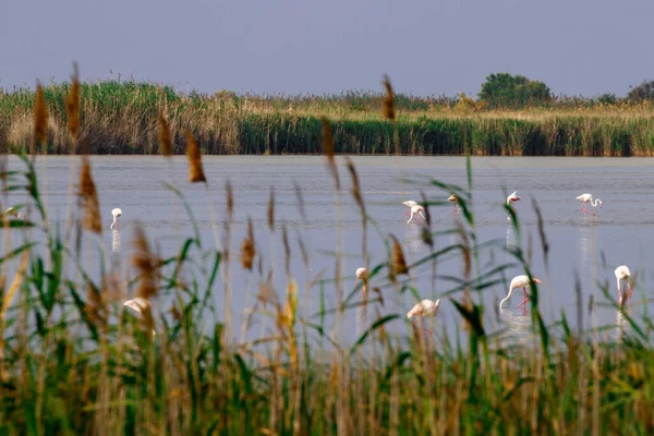 Flamingo Delta Ebro Din Tarragona — Fotografie, imagine de stoc