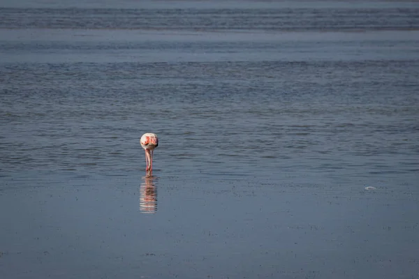 Flamingo Ebro Delta Tarragona — Stock Photo, Image