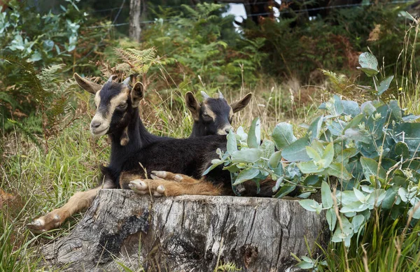 Goat Country Bizkaia — Stock Photo, Image