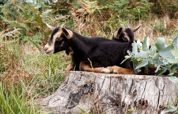 Goat Country Bizkaia — Stock Photo, Image