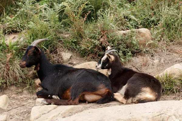 Goat Country Bizkaia — Stock Photo, Image