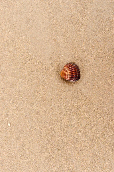 Мушлі Піску Пляжі — стокове фото