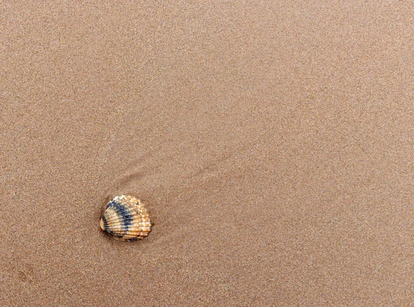 Мушлі Піску Пляжі — стокове фото
