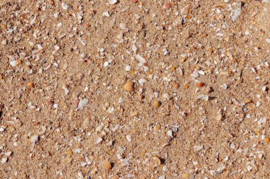 Kumsalda kumsalda deniz kabukları