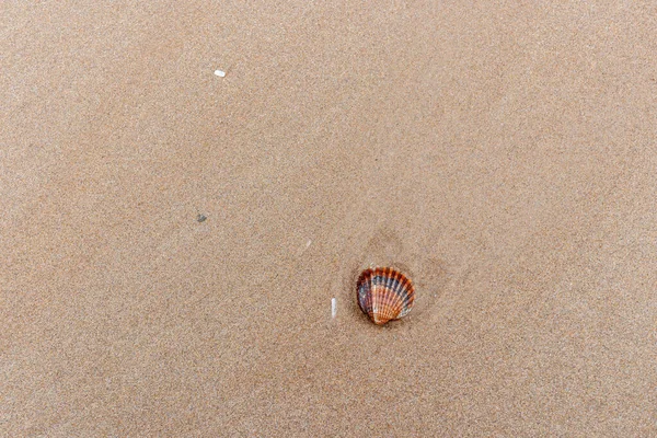 Conchas Arena Playa — Foto de Stock