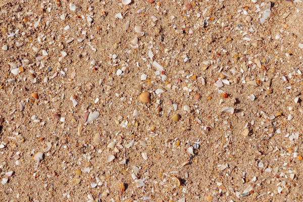 Kumsalda kumsalda deniz kabukları