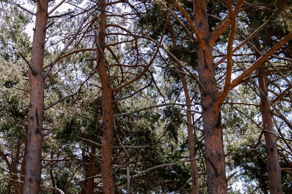 Зеленый Лес Севере Испании — стоковое фото