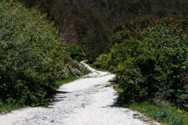 İspanya 'nın kuzeyindeki bir ormanda yol
