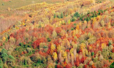 Sonbaharda dağda manzara