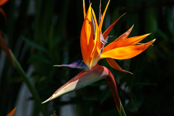 Bird Paradise Flower Garden — Stock Photo, Image