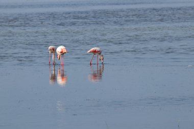 İspanya 'da bir nehirde flamigolar