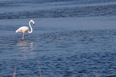 İspanya 'da bir nehirde flamigolar