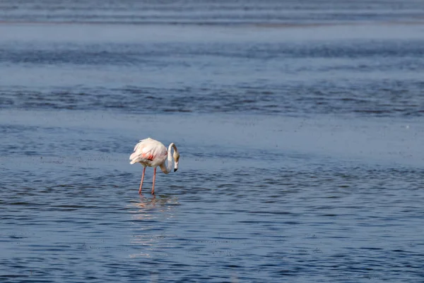 Flamigos Flod Spanien — Stockfoto