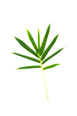 İzole edilmiş beyaz arkaplanda yeşil yapraklar.