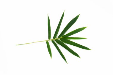 İzole edilmiş beyaz arkaplanda yeşil yapraklar.