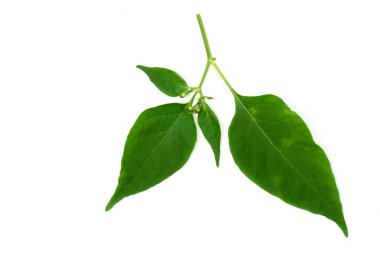 İzole edilmiş beyaz arkaplanda yeşil yapraklar.