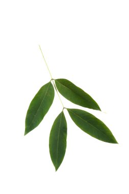 İzole edilmiş beyaz arkaplanda yeşil yapraklar.