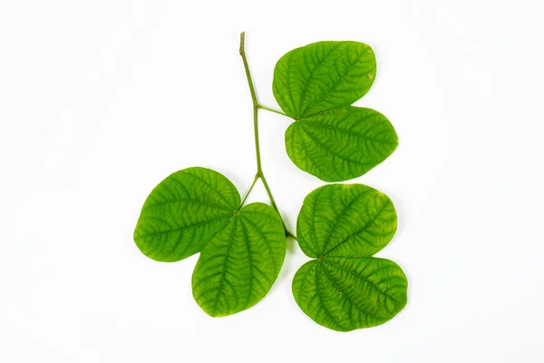 Gröna blad på isolerad vit bakgrund. — Stockfoto