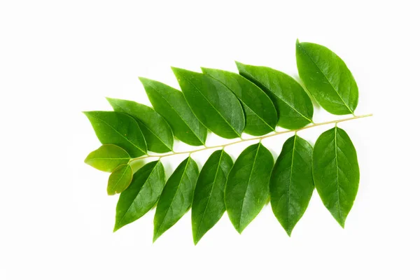 Green leaves on isolated white background. — Stock Photo, Image