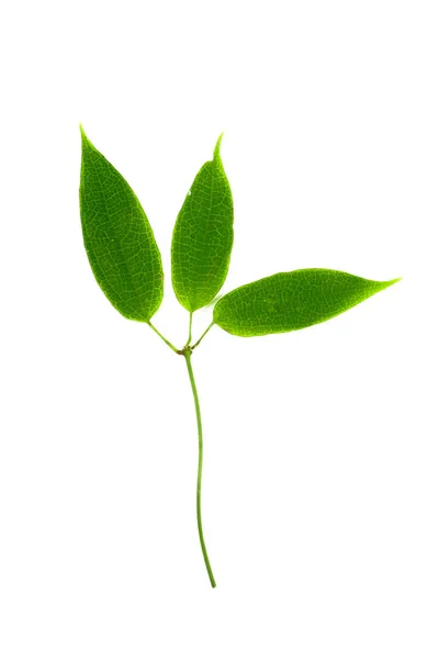 Zelené listy na izolovaném bílém pozadí. — Stock fotografie