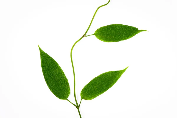 Groene bladeren op geïsoleerde witte achtergrond. — Stockfoto
