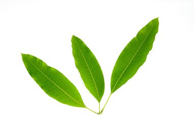 Beyaz bir arka plan üzerinde izole mango yaprakları