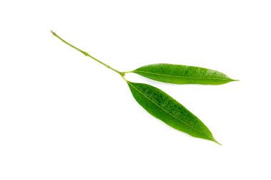 Beyaz bir arka plan üzerinde izole Erik Mango yaprakları