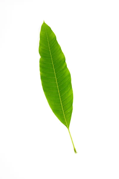 白い背景に分離されたマンゴーの葉 — ストック写真
