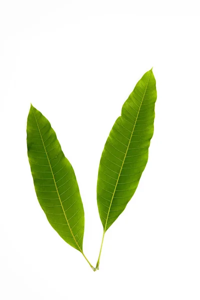 Feuilles de mangue isolées sur fond blanc — Photo