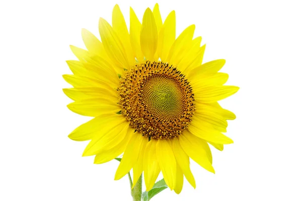 Sunflowers isolated  White background — Stock Photo, Image