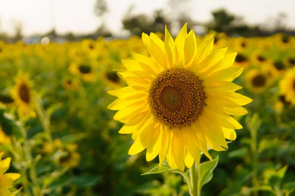 Sunflowers garden beautiful field. — Stock Photo, Image