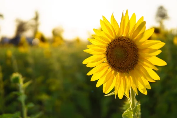 Sunflowers garden beautiful field. — Stock Photo, Image