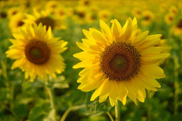 Sunflowers garden beautiful field. — Stock Photo, Image