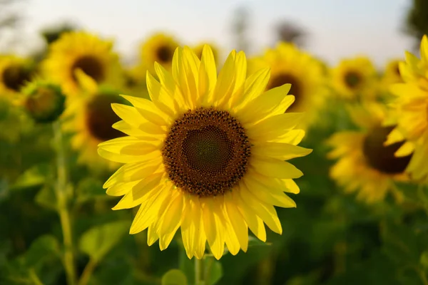 Sunflowers garden beautiful field. — Stock Photo, Image