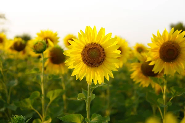 Sunflowers garden beautiful field. — Stock Photo, Image