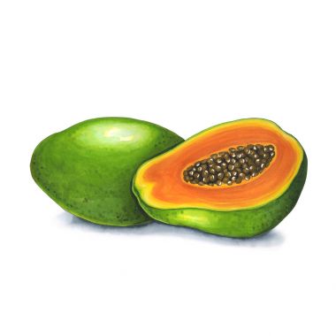 Beyaz bir arka plan üzerinde papaya meyve. Alkol marke yapılan eskiz