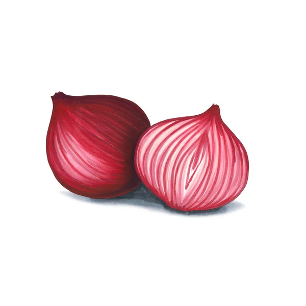 Cebolla roja sobre fondo blanco. Boceto hecho en los mercados de alcohol — Foto de Stock