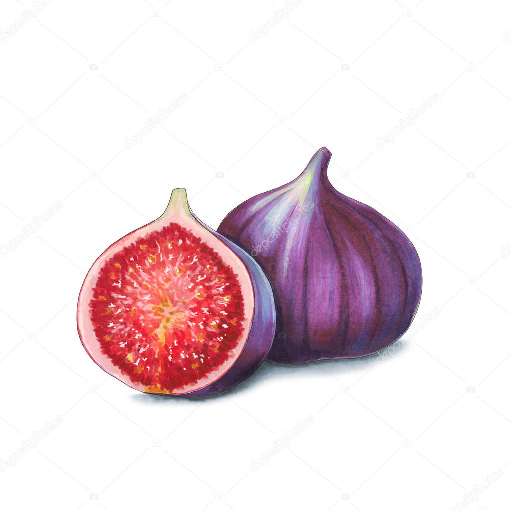 Figs on a white background. Sketch done in alcohol markers