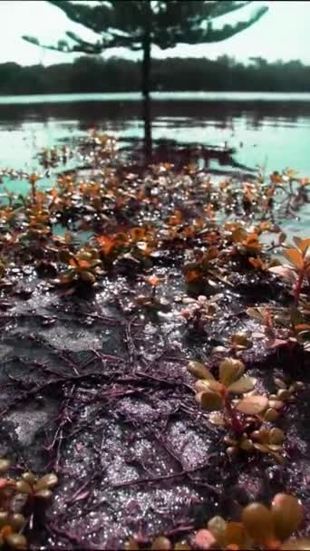 Vídeo Vertical Abeto Lago Refletido Água Durante Inundação Torno Entrada — Vídeo de Stock