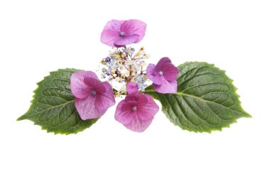 Ortanca çiçek ve yaprak