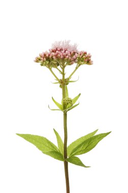 Kenevir Kasıkotu kır çiçeği