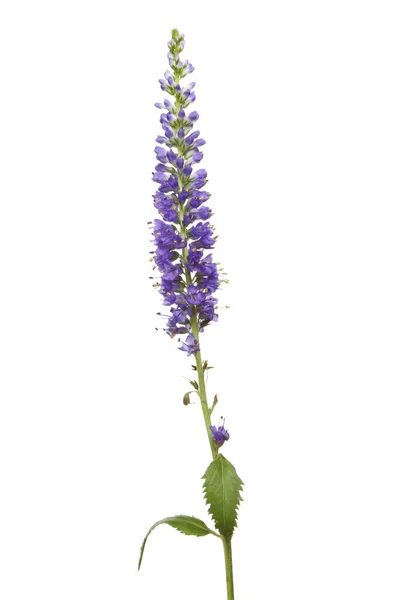 Speedwell Blume und Laub — Stockfoto
